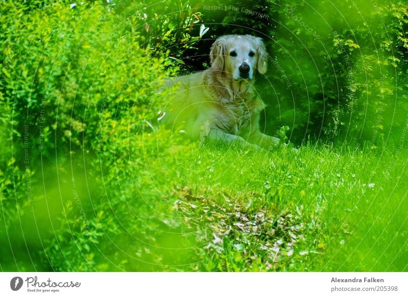 Blonde in the green. Environment Nature Plant Animal Spring Summer Beautiful weather Bushes Garden Dog 1 Lie Sit Lawn Green Labrador Beige Pelt Colour photo
