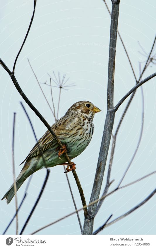 Grey Bunting Environment Nature Animal Spring Summer Autumn Plant Bushes Wild plant Park Field Bird Animal face Corn Bunting bunting 1 Brown Yellow Gray Feather