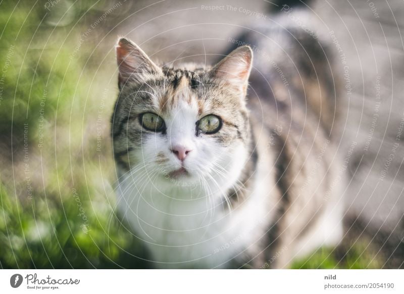 Vorgartentiger- Animal Nature Exterior shot Cute animal world Animal portrait Pet Colour photo Looking Curiosity Cat Animal face Domestic cat Observe