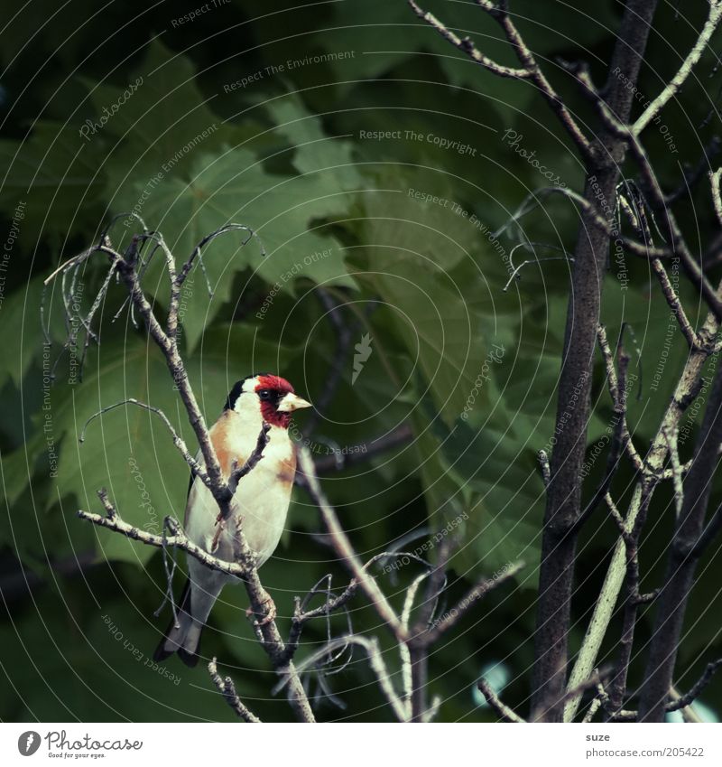 Dorr Goldfinch Nature Animal Tree Wild animal Bird 1 Sit Small Natural Cute Green goldfinch Songbirds Twig Ornithology Finch Domestic Feather Animal face Leaf