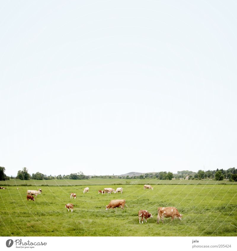 cow pasture Landscape Sky Plant Tree Grass Meadow Field Pasture Animal Farm animal Cow Group of animals Herd Blue Green To feed Colour photo Exterior shot