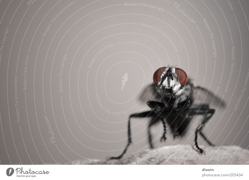 Puck (Brachycera) Rock Fly - a Royalty Free Stock Photo from Photocase