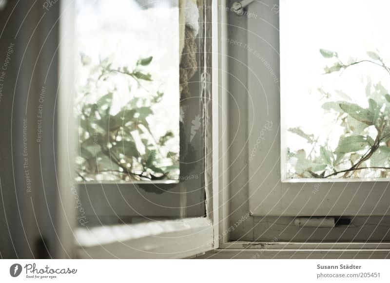 windows Plant Window Near Reflection Bushes Wooden window Old Window frame Hinge Flake off Window board Glass Old building Subdued colour Close-up Detail