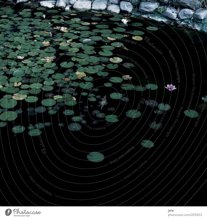 Still Water Nature Flower Leaf Blossom Water lily Pond Lake Dark Colour photo Exterior shot Deserted Copy Space bottom Evening Water lily pond Water lily leaf