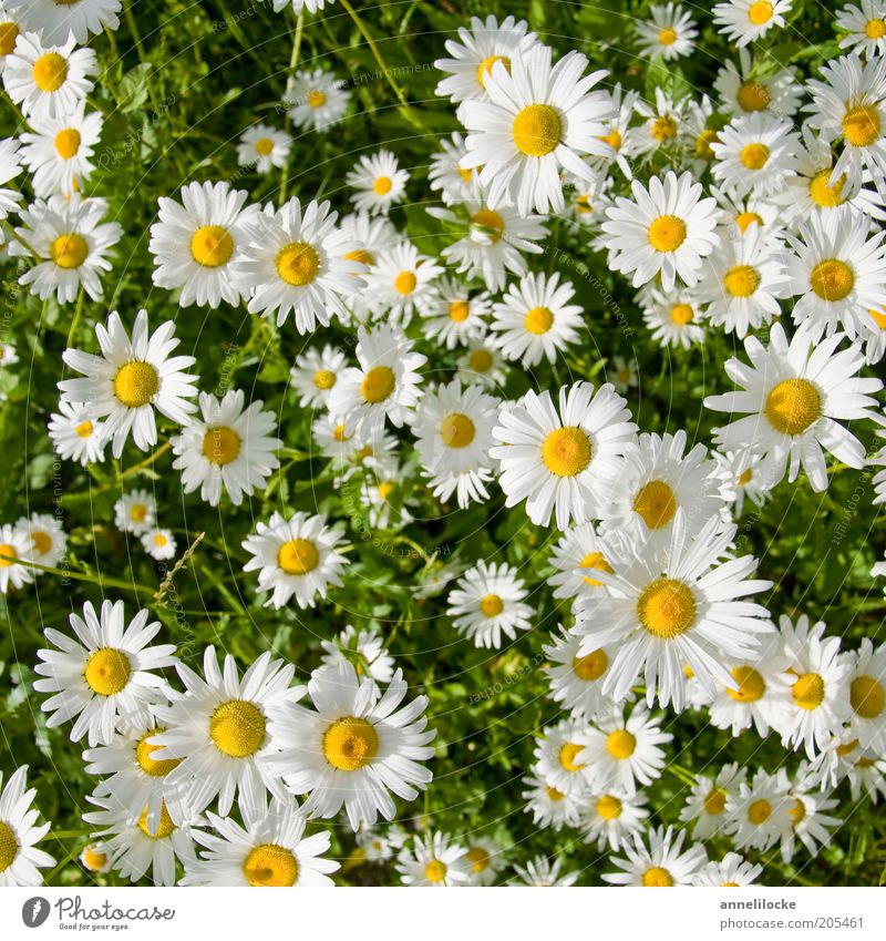 towards the sun Environment Nature Plant Summer Blossom Wild plant Marguerite Blossom leave Meadow Growth Beautiful Yellow White Colour photo Exterior shot