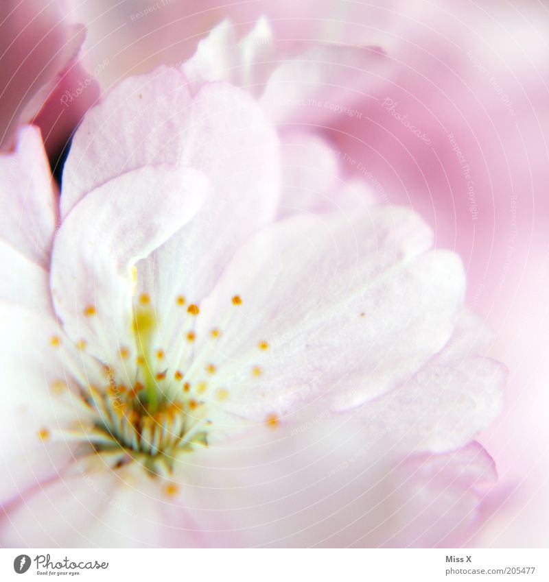 pink Nature Spring Plant Blossom Pink Smooth Delicate Pastel tone Pistil Cherry blossom Blossom leave Colour photo Exterior shot Macro (Extreme close-up)
