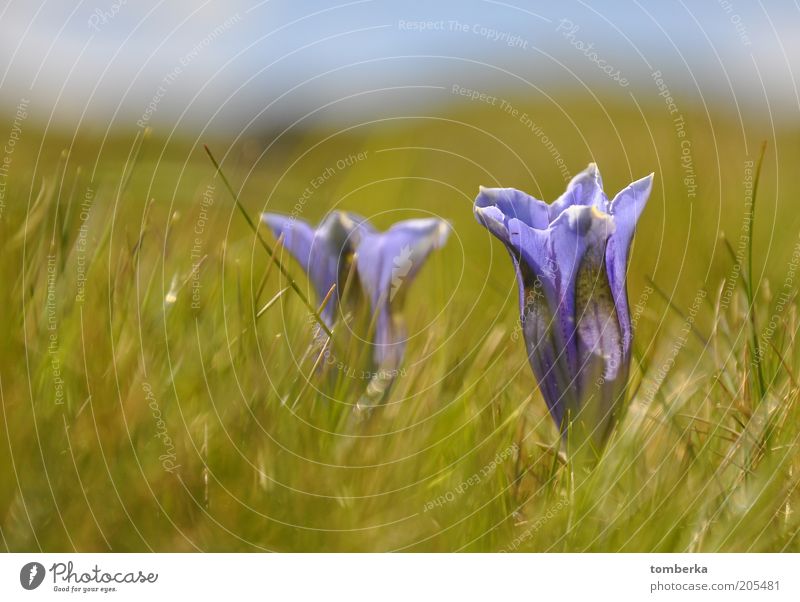 Gentian on the mountain pasture Nature Plant Summer Flower Blossom Wild plant Moody Gentian plants Colour photo Exterior shot Day Violet Calyx Meadow flower