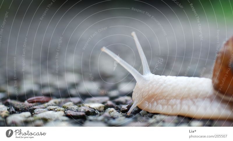 _o_v Animal Snail 1 Serene Patient Time Target Soft Feeler Crawl Slowly Calm Objective achievement Forwards Single-minded Orientation Movement Direction