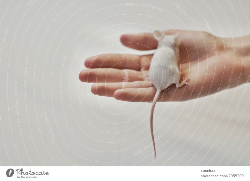 mouse and hand Hand Fingers stop Mouse Rodent Mammal White Pet Tails Neutral Background Protection Fragile timidly Diminutive Cute Sweet Disgust Fear