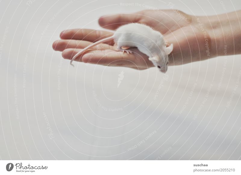 mouse and hand Hand Fingers Pet Mouse Disgust Cute White Protection Fear stop Rodent Mammal Tails Fragile timidly Diminutive Sweet Neutral Background