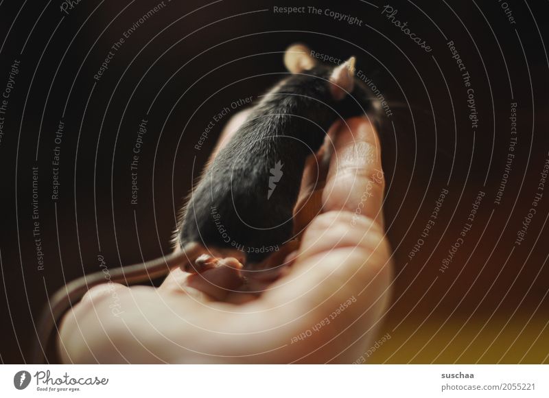 black mouse Hand Fingers To hold on Mouse Ear look Observe Rodent Mammal Black Pet Tails Neutral Background Protection Fragile timidly Diminutive Cute Sweet