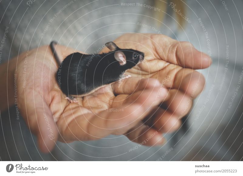 black mouse Hand Fingers Skin To hold on Mouse Rodent Mammal Black Pet Tails Pelt Protection Fragile Fear Diminutive Cute Sweet Disgust
