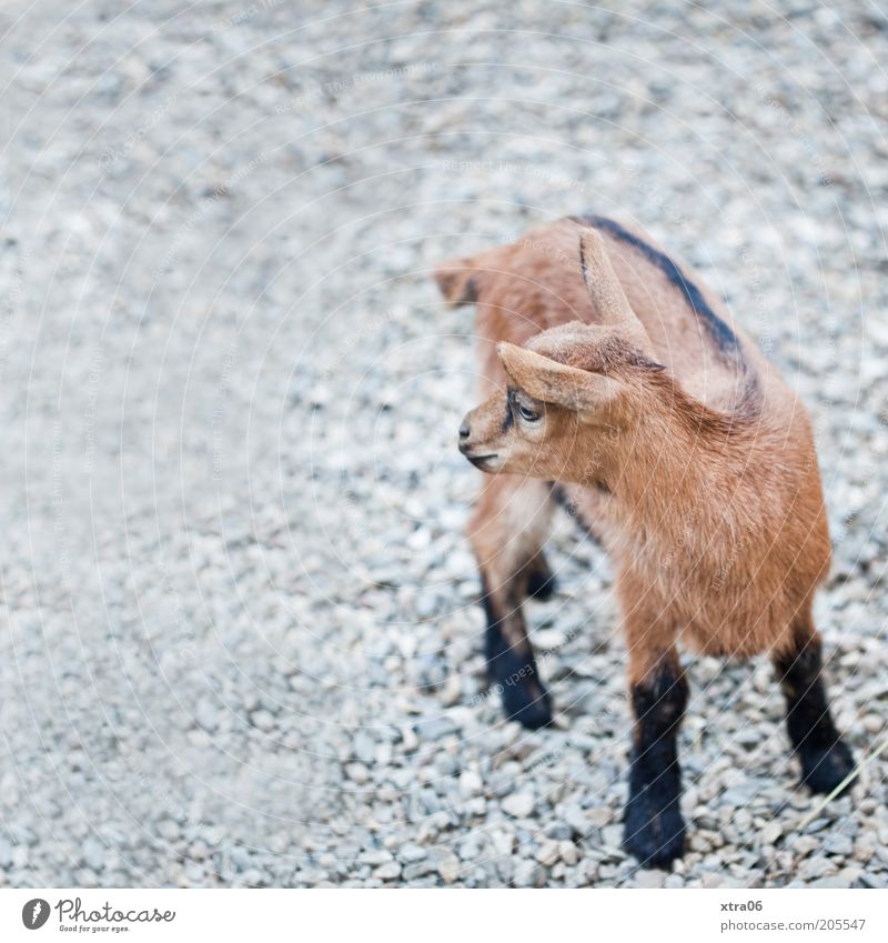 is somebody shouting? Animal Farm animal Goats Kid (Goat) 1 Natural Cute Colour photo Exterior shot Copy Space left Day