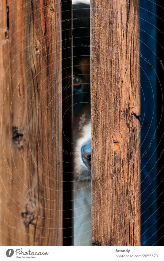 Bernese Dog behind Fence Pet Animal face 1 Wood Animal tracks Observe Looking Exceptional Brown alone boards Plank fence view locked lure Emotionally kennel