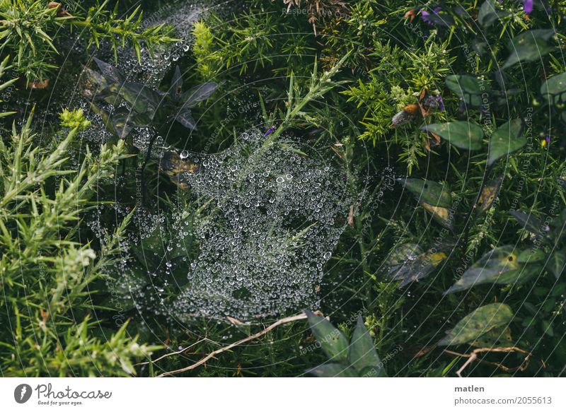 patch of grass Nature Plant Water Grass Moss Leaf Blossom Wild plant Meadow Fresh Green Damp Spider's web Thorn Drop Colour photo Subdued colour Exterior shot