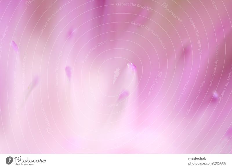 pink panic Harmonious Calm Nature Plant Flower Blossom Esthetic Colour Inspiration Soft Pink Delicate Color gradient Blur Abstract Colour photo Multicoloured