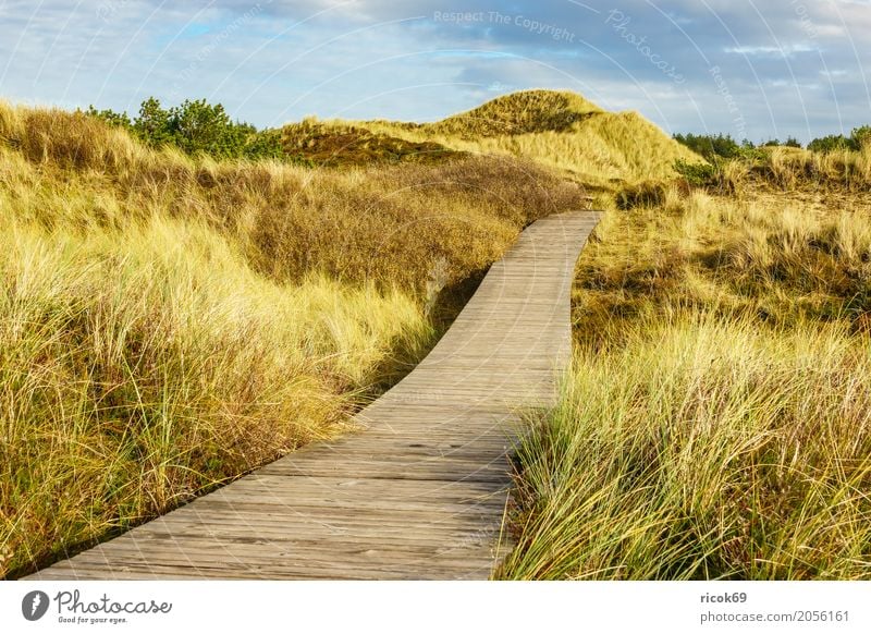 Landscape in the dunes on the island of Amrum Relaxation Vacation & Travel Tourism Island Nature Clouds Autumn Tree Bushes Forest Coast North Sea Lanes & trails