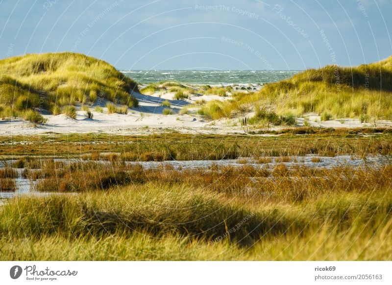 Landscape in the dunes on the island of Amrum Relaxation Vacation & Travel Tourism Beach Ocean Island Nature Sand Clouds Autumn Coast North Sea Blue Yellow Dune