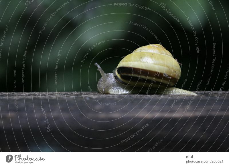 where to in such a hurry? Environment Nature Animal Snail Snail shell 1 Movement Yellow Slowly Colour photo Exterior shot Macro (Extreme close-up)