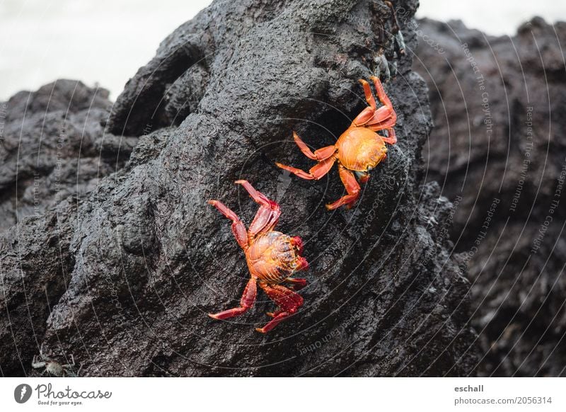 Nimble crabs (Galapagos) Nature Water Rock Stone volcanic rock Animal Wild animal Shrimp Shellfish Crustacean Marine animal Seafood Crawl Esthetic Exceptional