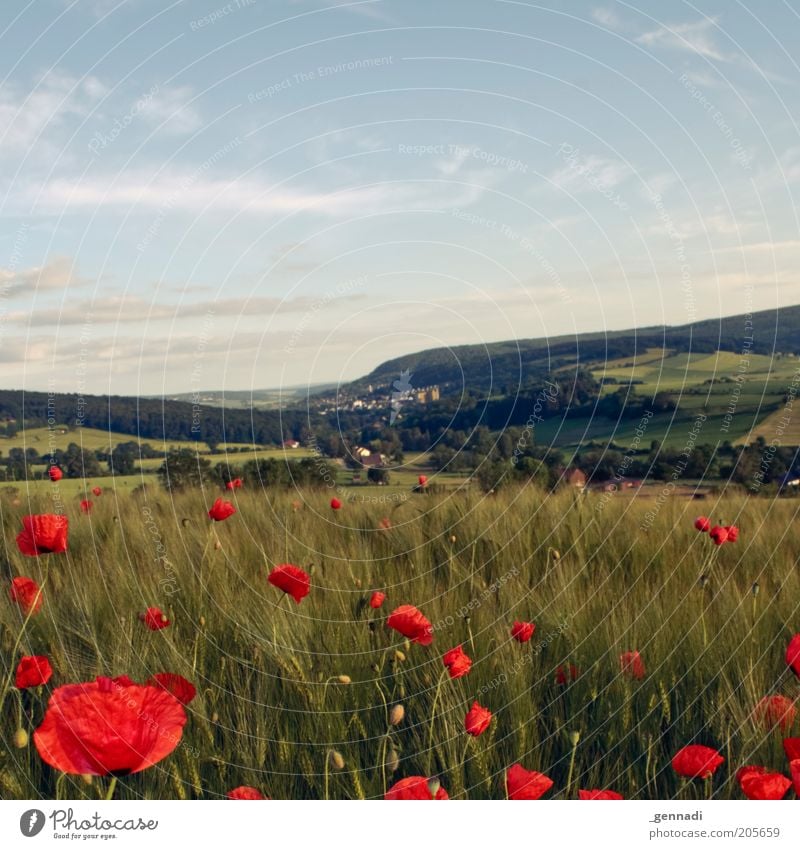 idyllic Environment Nature Landscape Plant Elements Earth Air Beautiful weather Agricultural crop Wheatfield Grain Cornfield Poppy Poppy blossom Meadow Field