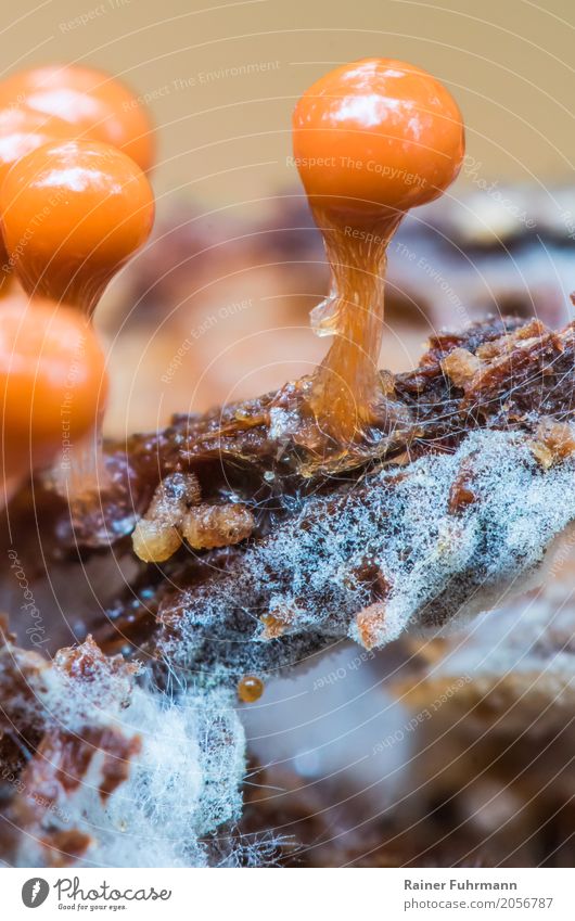 a slime mould has formed fruiting bodies Nature "Schleimpilz Mushroom" Park Forest Balloon "Mushrooms slime fungi mycetozoa Extraterrestrial Strange macro