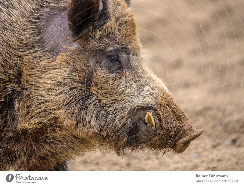 Portrait of a wild boar Nature Animal Field Wild animal Wild boar 1 "Hunting hunting Male boar Shoot launch Meat Game meat." Colour photo Close-up