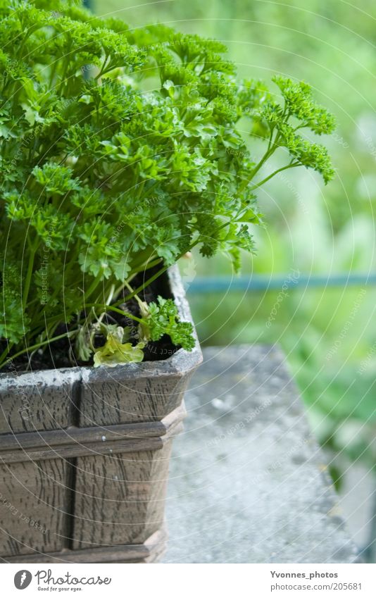parsley Food Herbs and spices Parsley Nutrition Organic produce Vegetarian diet Environment Nature Earth Spring Summer Agricultural crop Garden Fresh Delicious