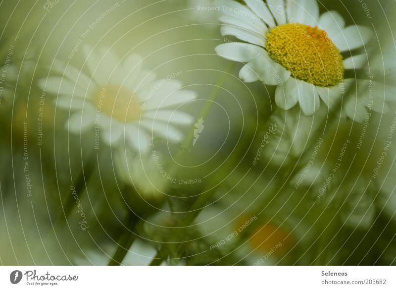 daisies Summer Environment Nature Plant Spring Flower Grass Blossom Marguerite Blossoming Esthetic Beautiful Fragrance Colour photo Exterior shot Close-up