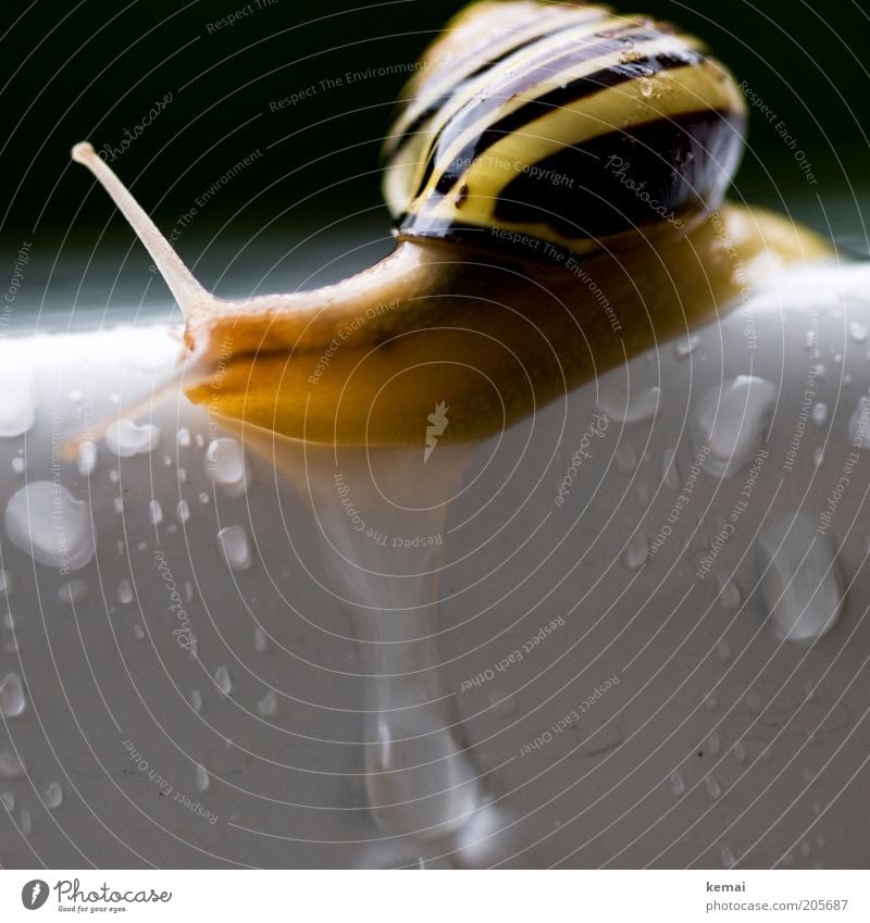 The last snail Water Drops of water Bad weather Rain Animal Snail Snail shell Feeler 1 Table Wet Slimy White Corner Edge Colour photo Exterior shot Close-up