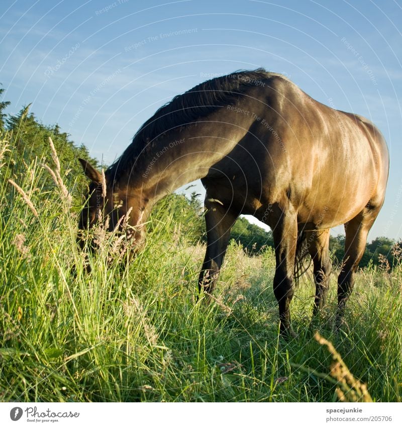 The good is in the grass Beautiful Landscape Summer Grass Meadow To feed Elegant Glittering Muscular Curiosity Odor Pelt Mane Colour photo Exterior shot