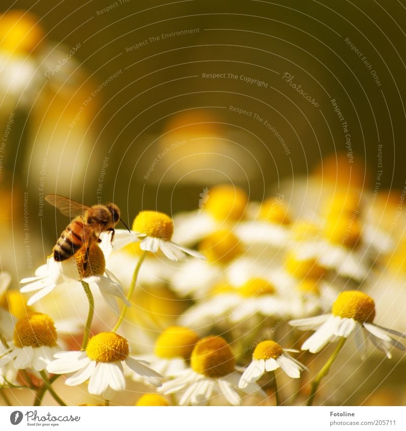 chamomile Environment Nature Plant Animal Summer Warmth Flower Blossom Farm animal Bee Wing Bright Flying Chamomile Camomile blossom Honey bee Collection