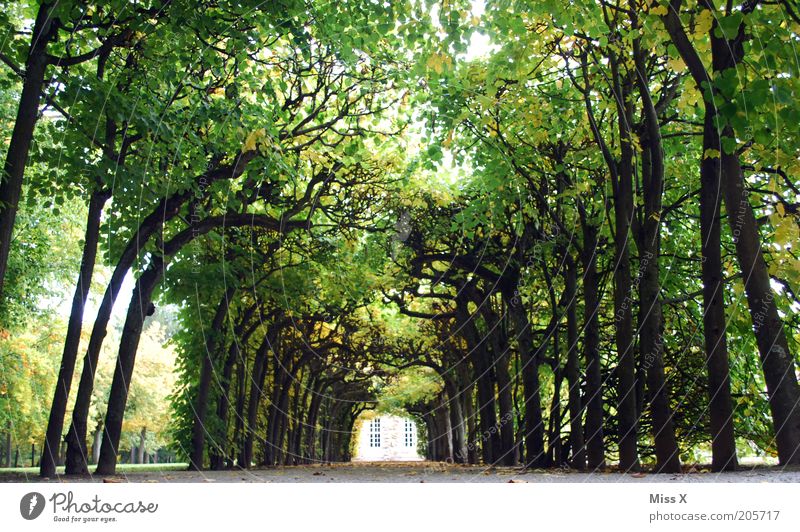 green Vacation & Travel Trip Sightseeing Nature Summer Tree Park Places Gigantic Large Long Green Avenue Pleasure garden Colour photo Exterior shot Deserted