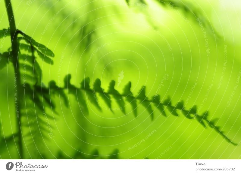 To the Green Fa(h)rn Nature Plant Spring Summer Beautiful weather Fern Fresh Leaf Colour photo Close-up Pattern Deserted Copy Space top Light Contrast