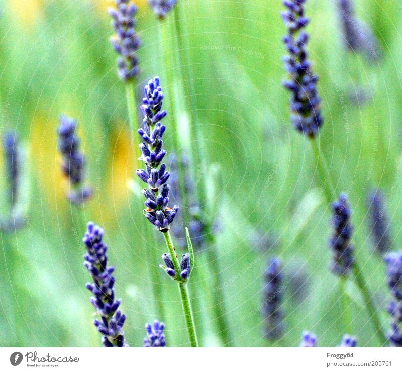 Summer's here! Environment Nature Plant Flower Blossom Agricultural crop Blossoming Fresh Blue Yellow Green Colour photo Exterior shot Day Contrast Blur