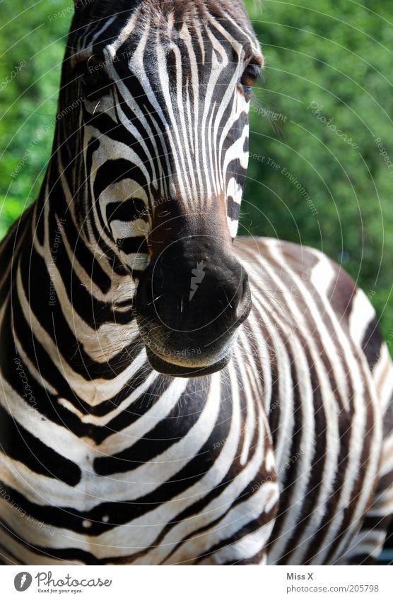 How's the zebra doing? Trip Safari Animal Wild animal Zoo 1 Black White Smooth Striped Zebra Even-toed ungulate Nostrils African Colour photo Exterior shot