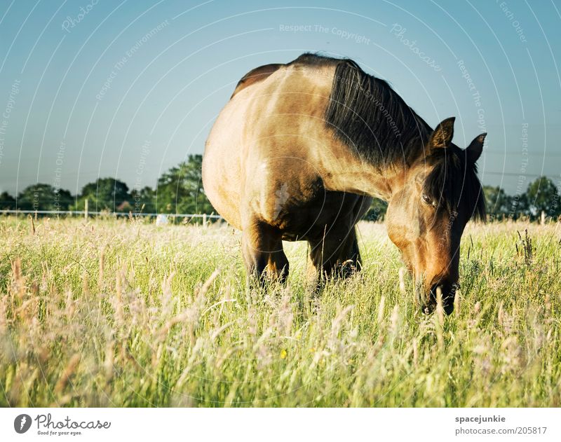 combine harvester Grass Meadow Animal Horse 1 Observe To feed Glittering Happy Blue Brown Contentment Spring fever Love of animals Nature Mane Landscape
