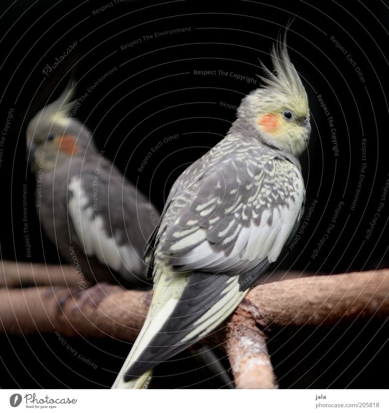 cockatoos Branch Twig Animal Bird Cockatoo Parakeet 2 Pair of animals Yellow Gray Black White cockatiel Colour photo Exterior shot Deserted Neutral Background