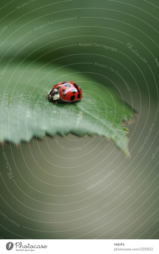 asia (FR 6/10) Nature Animal Leaf Beetle Ladybird Asian ladybird Green Red Portrait format Good luck charm Colour photo Exterior shot Deserted Copy Space bottom