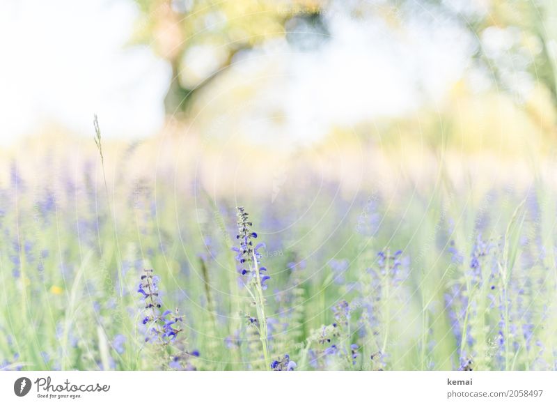 It's blooming! Life Harmonious Well-being Relaxation Calm Freedom Environment Nature Plant Summer Beautiful weather Flower Grass Wild plant Meadow Blossoming