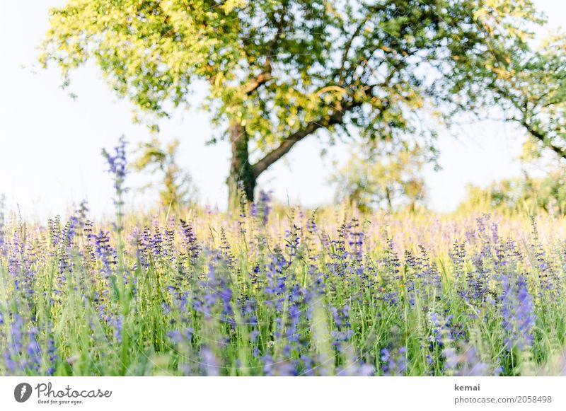 Summer meadow and tree Life Harmonious Well-being Senses Relaxation Calm Freedom Environment Nature Plant Cloudless sky Beautiful weather Warmth Tree Flower