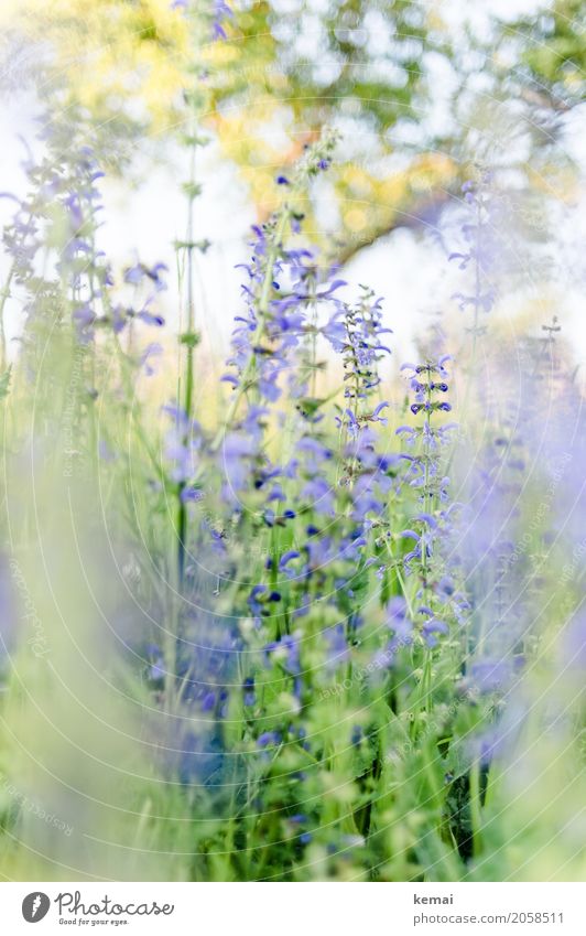 It's blooming! Life Harmonious Well-being Senses Relaxation Calm Nature Plant Summer Beautiful weather Flower Wild plant Meadow Blossoming Growth Esthetic