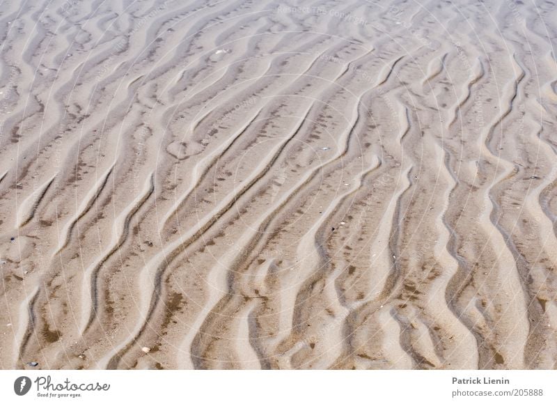 What's that?! Environment Nature Landscape Climate Coast Beach North Sea Tracks Line Spiekeroog National Park Nature reserve Environmental protection Caution