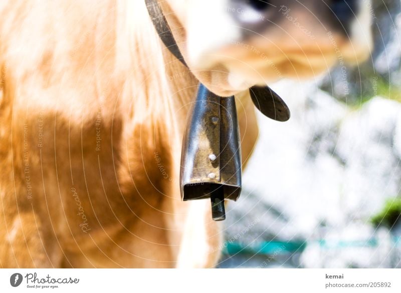 alpine bells Animal Farm animal Cow Pelt Cattle Nose Snout 1 Neckband Bell Cow bell clappers Old Bright Colour photo Subdued colour Exterior shot Close-up