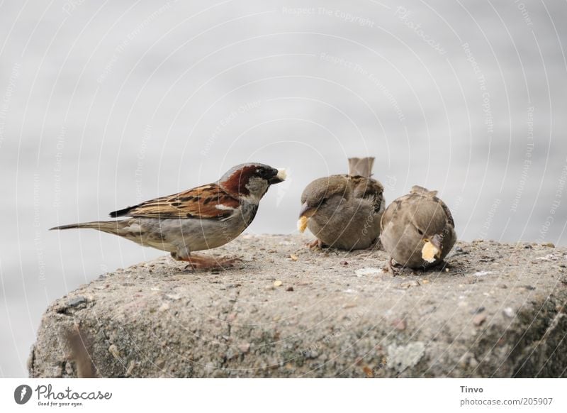 Franz, Hans and Erich Bird 3 Animal Observe To feed Feeding Free Cute Appetite Attachment Sparrow Feather Crumbs Breadcrumbs Colour photo Exterior shot Deserted