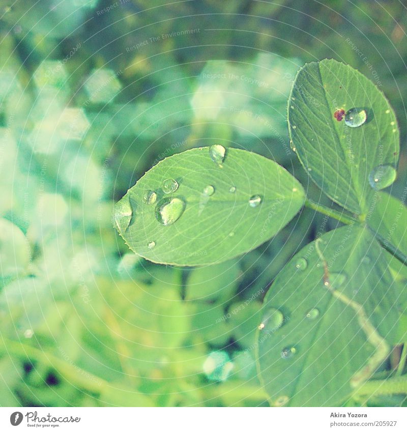 [50] Glittering Fortune Leaf Clover Cloverleaf Illuminate Fresh Green Happy Nature Drop Colour photo Exterior shot Close-up Detail Deserted Day Light Blur