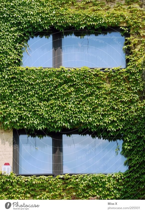 ivy Plant Bushes Leaf Foliage plant House (Residential Structure) Wall (barrier) Wall (building) Facade Window Growth Ivy Colour photo Exterior shot Deserted