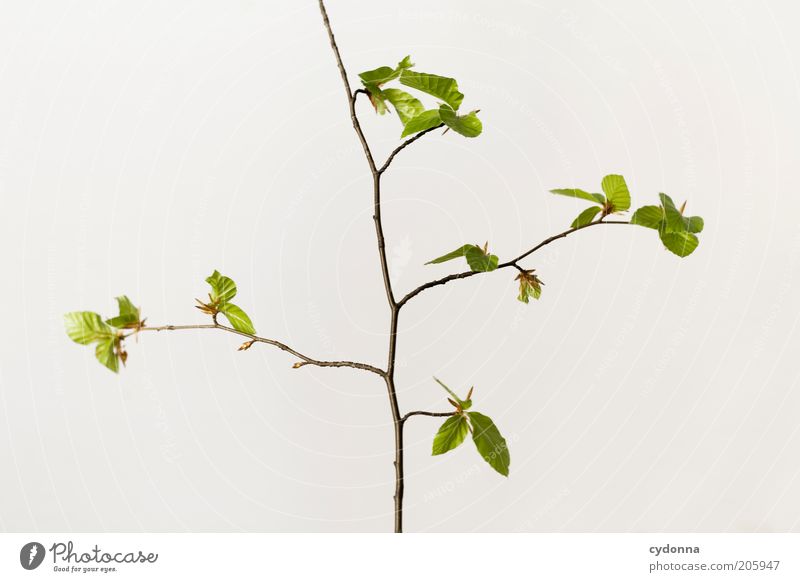 Simple Tree Beautiful Life Calm Nature Spring Plant Leaf Beginning Esthetic Uniqueness Elegant Sustainability Time Twigs and branches Growth Delicate Fragile