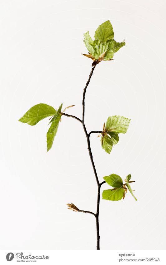 Simple Tree I Beautiful Life Calm Nature Spring Plant Leaf Beginning Esthetic Uniqueness Elegant Sustainability Growth Time Twigs and branches Delicate Fragile