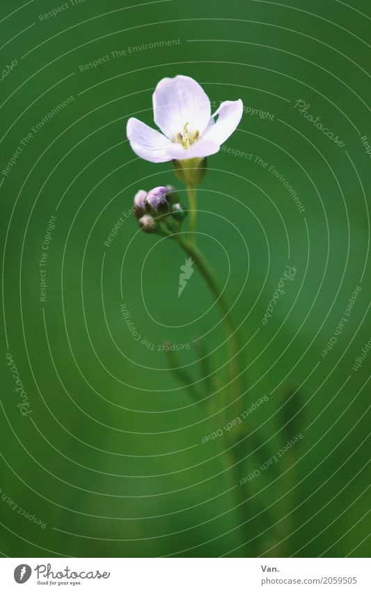 flowerings Nature Plant Spring Flower Grass Blossom Garden Blossoming Small Green White Colour photo Subdued colour Exterior shot Detail